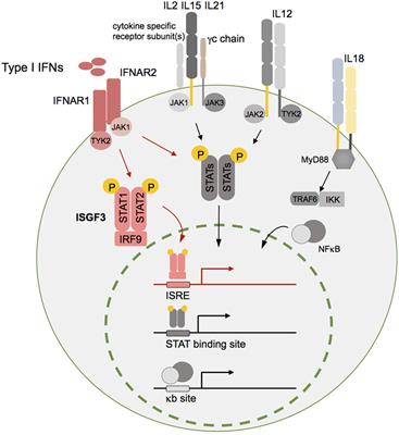 Type I Interferons and Natural Killer Cell Regulation in Cancer